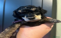 Poodle dogs for sale: Phantom Poodle puppies  - Image 2