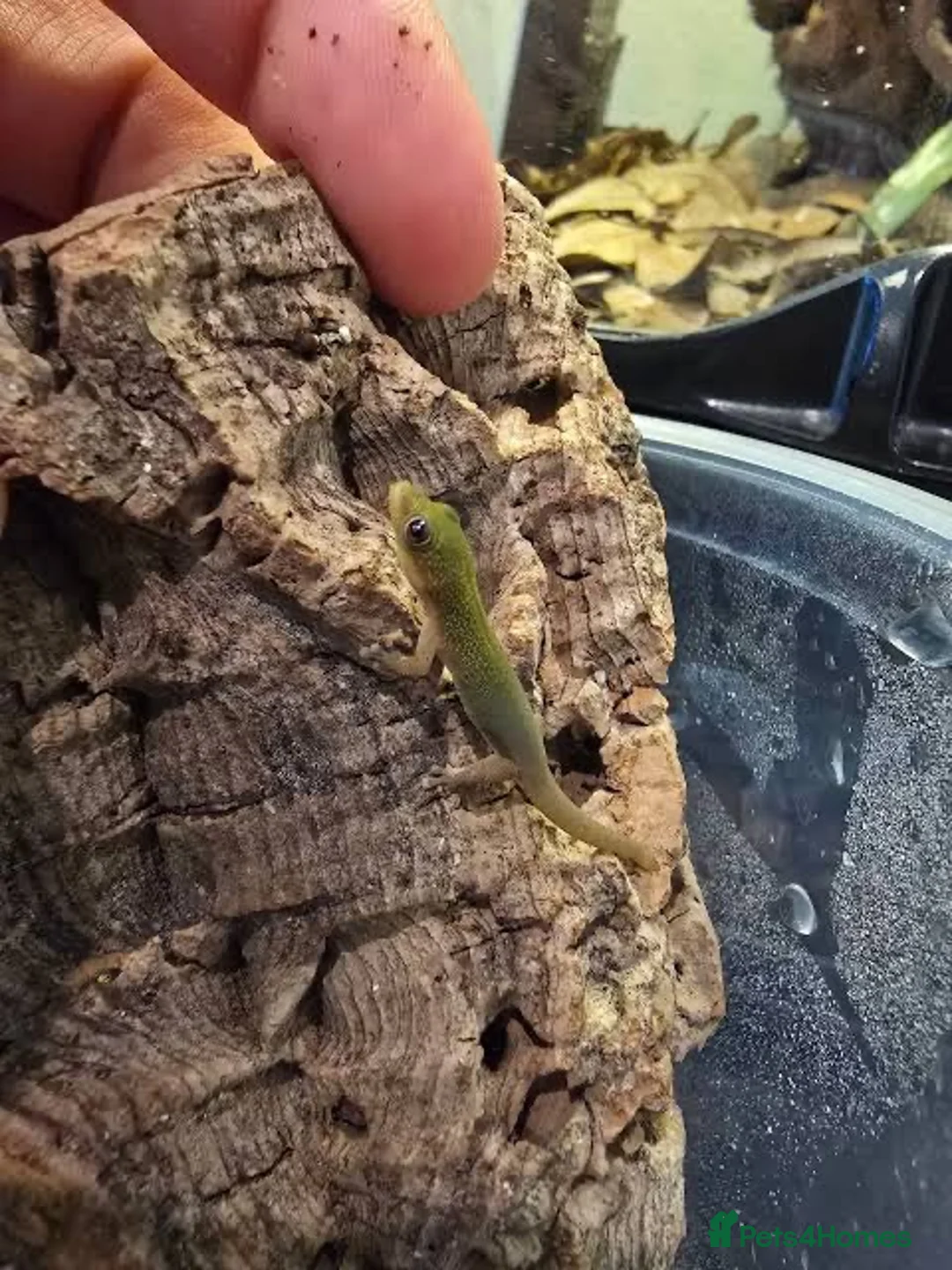 Gecko reptiles for sale: 🦎 Juvenile Gold dust day geckos🦎 - Advert 5