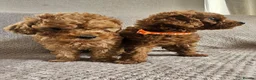 Cavapoo dogs for sale: F1b Cavapoo Puppies!!  - Advert 8