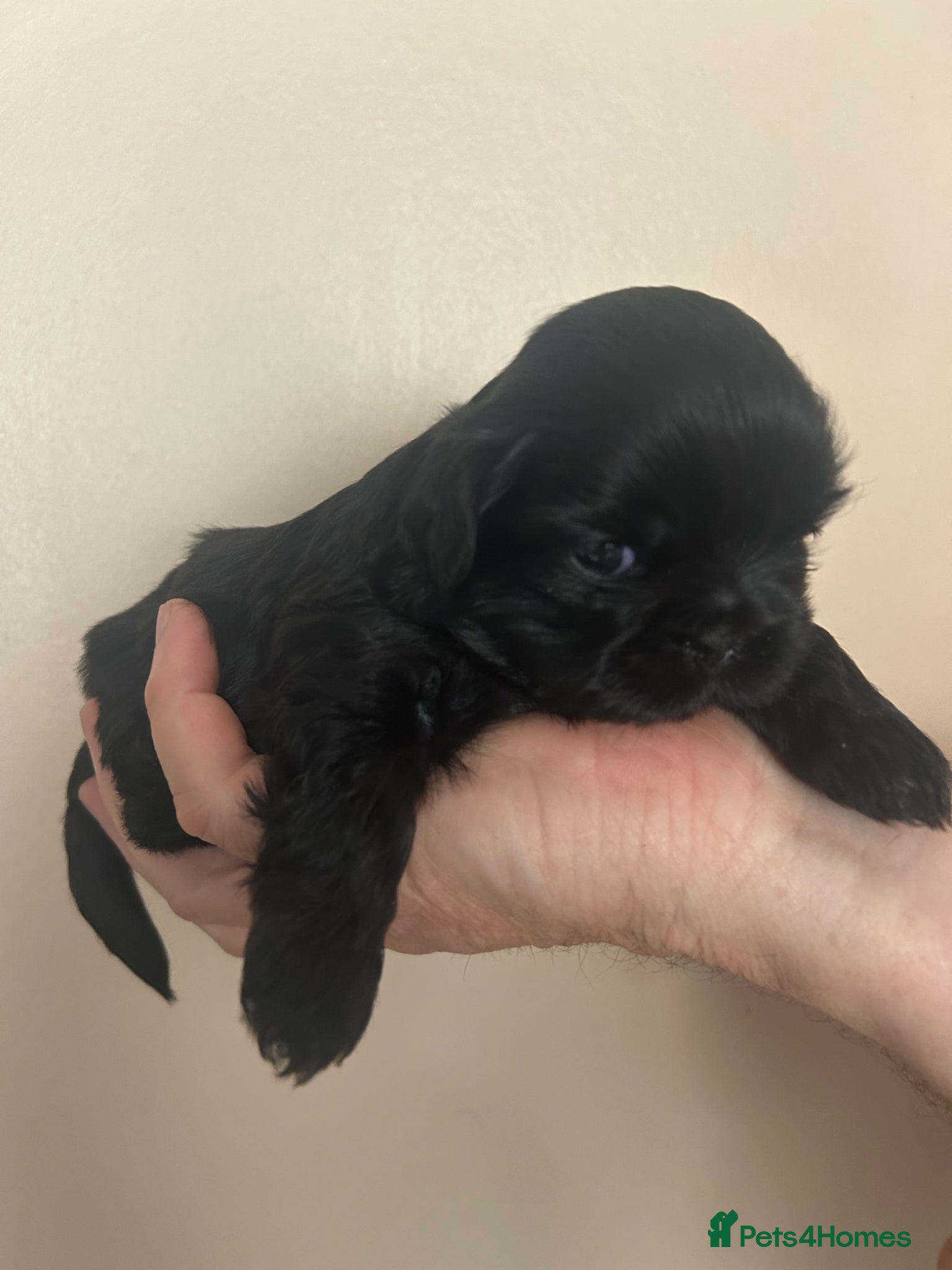 Shih Tzu dogs for sale: Full pedigree imperial Shih ztu - Advert 4