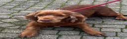 Cocker Spaniel dogs for sale: Retired Cocker mum - Advert 3
