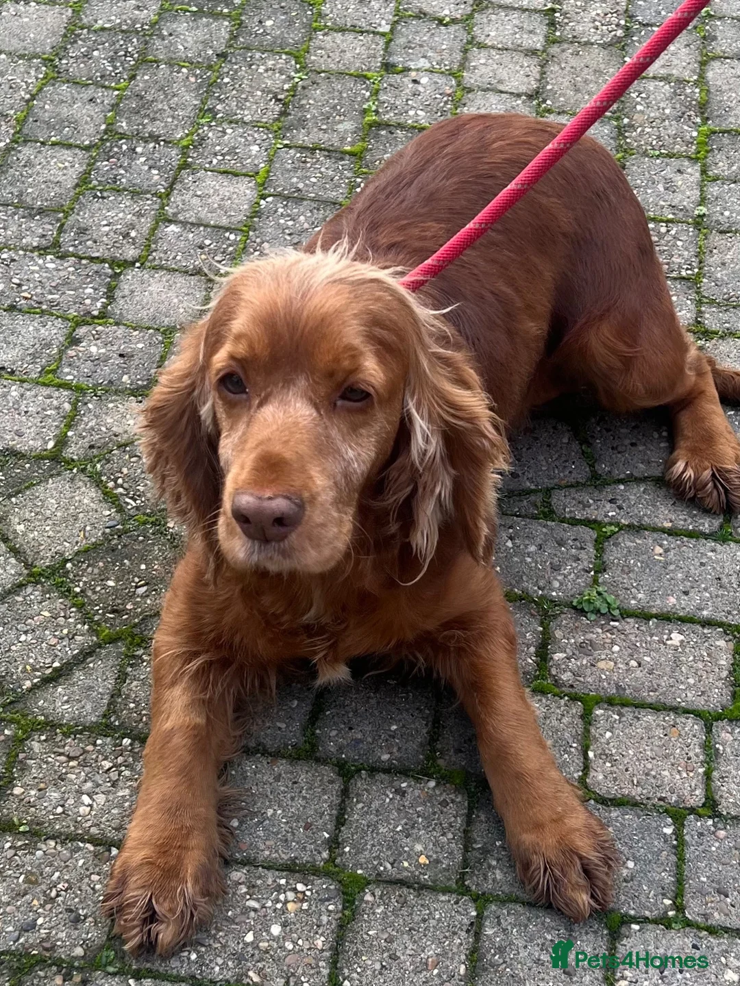 Cocker Spaniel dogs for sale: Retired Cocker mum - Advert 3