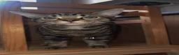 Domestic Shorthair cats for sale: Daisy the cat - Advert 3