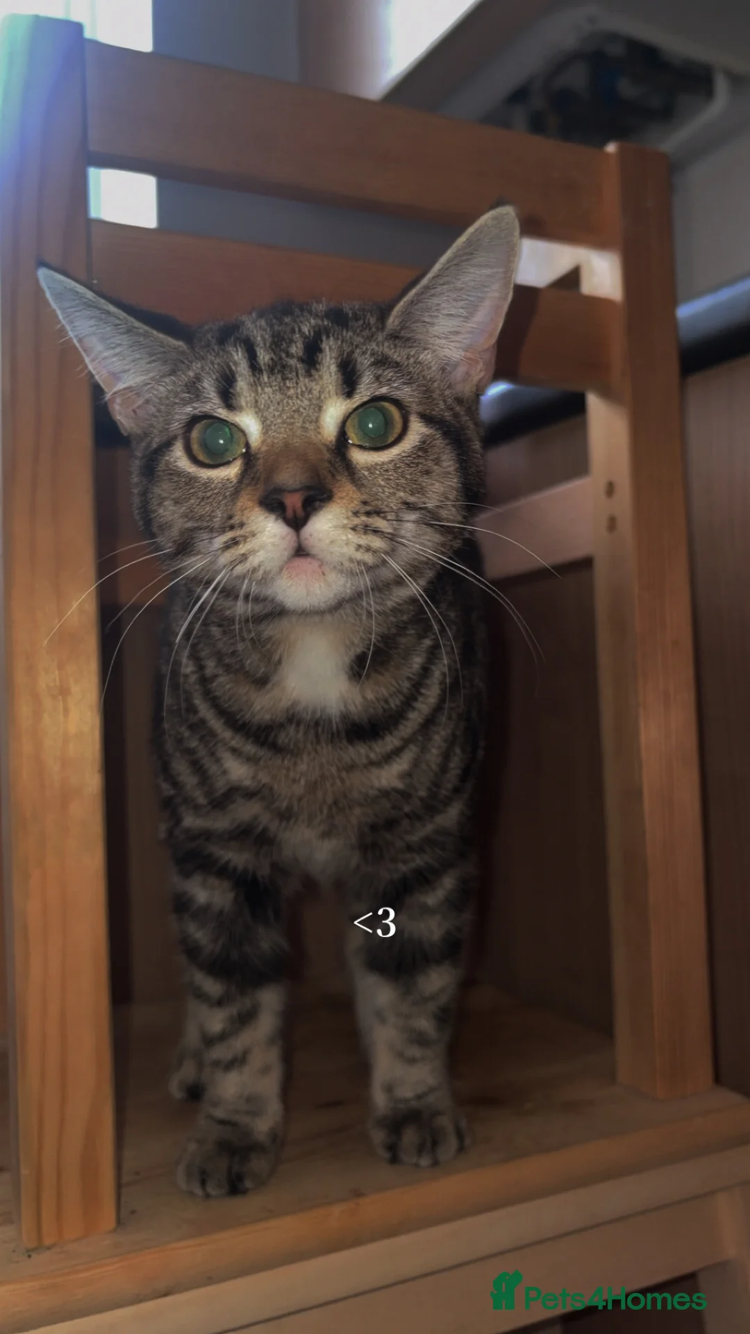 Domestic Shorthair cats for sale: Daisy the cat - Advert 3