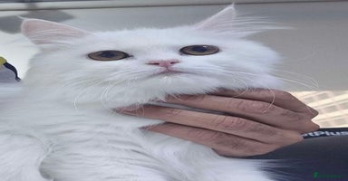 Persian cats - Advert 3