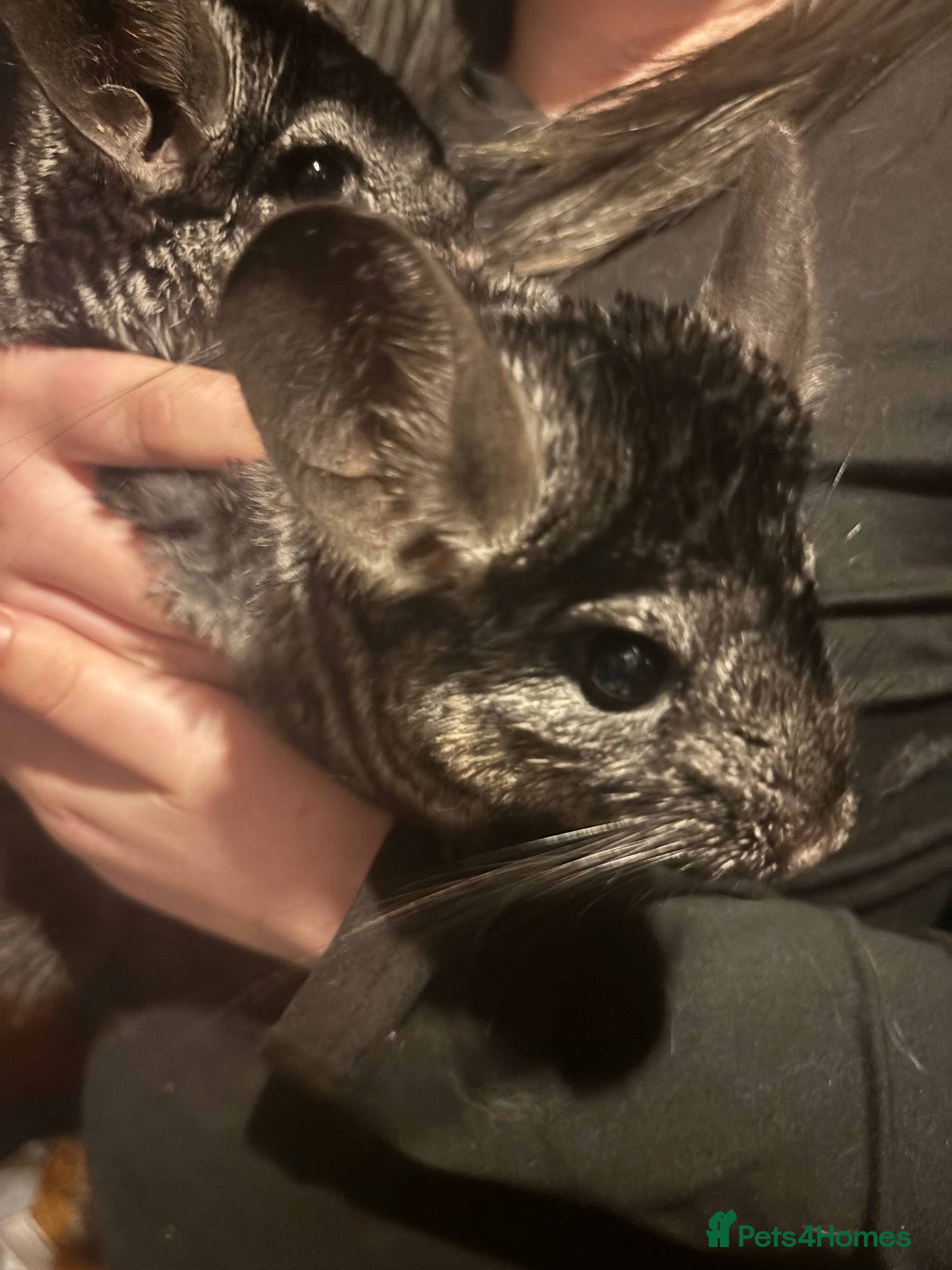 Chinchilla rodents 2 chinchillas with set up - Advert 10