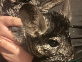 Chinchilla rodents 2 chinchillas with set up - Advert 3