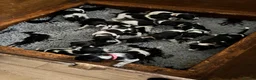 Pointer dogs for sale: English Pointers for sale  - Advert 2