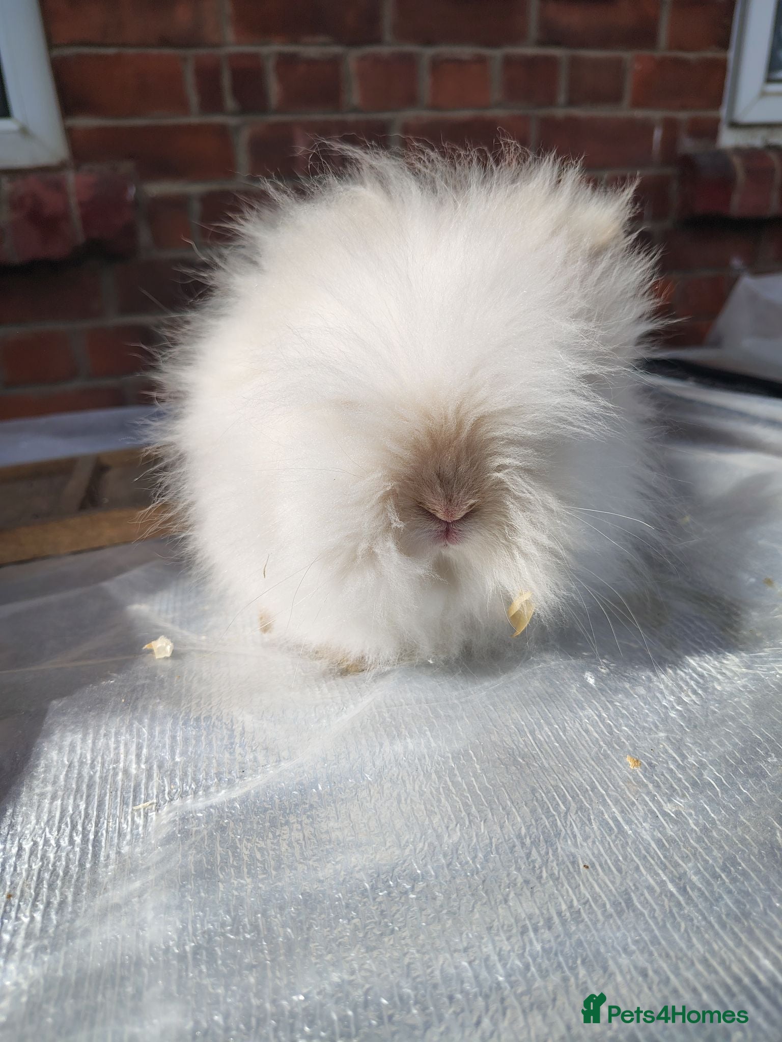 Mini Lop rabbits Beautiful bunnies - Advert 16