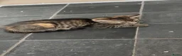 Mixed Breed cats for sale: 2 kittens.  - Advert 11