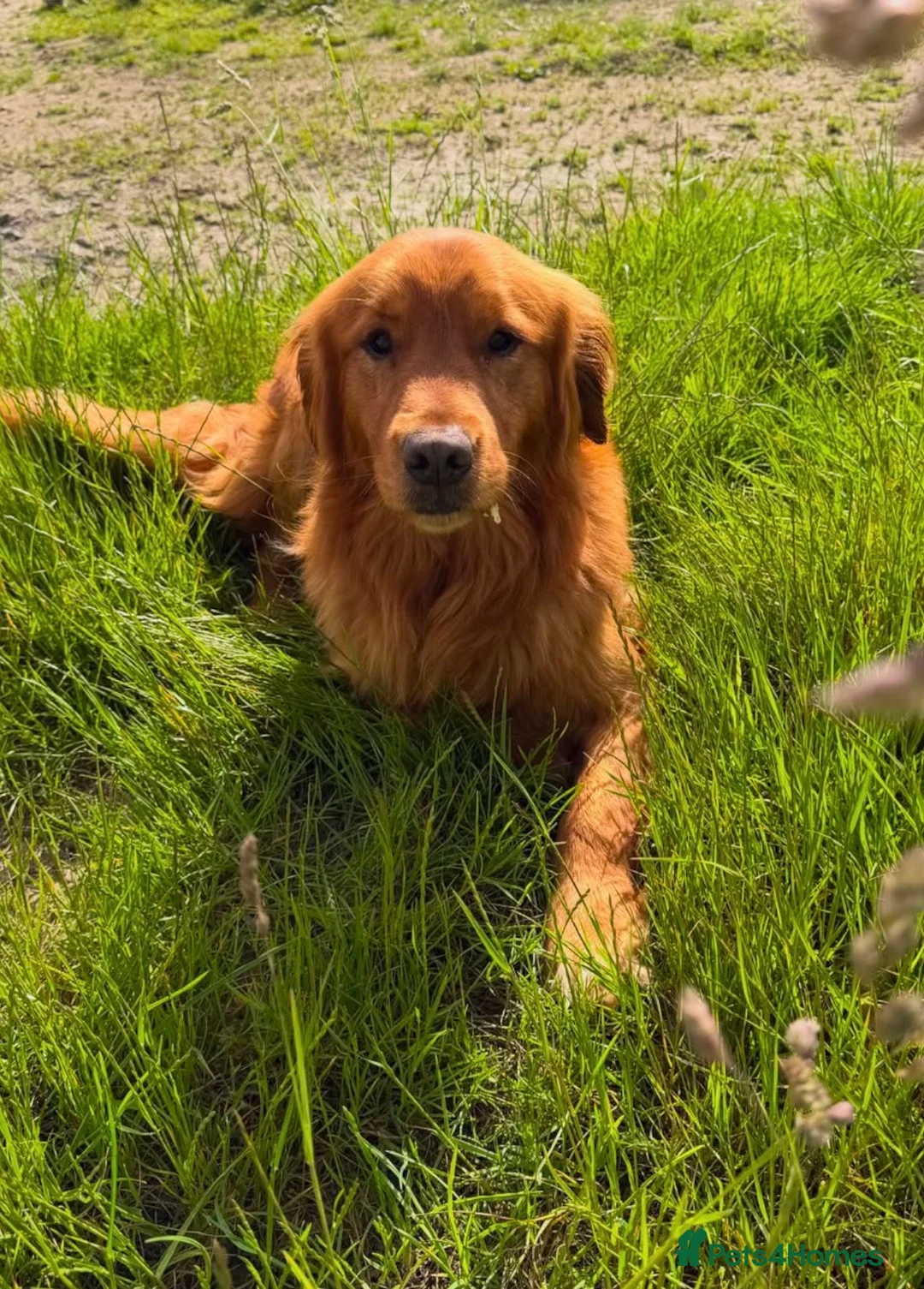 Golden Retriever dogs for sale: Outstanding Golden Male for Sale  in Scarborough - Advert 2
