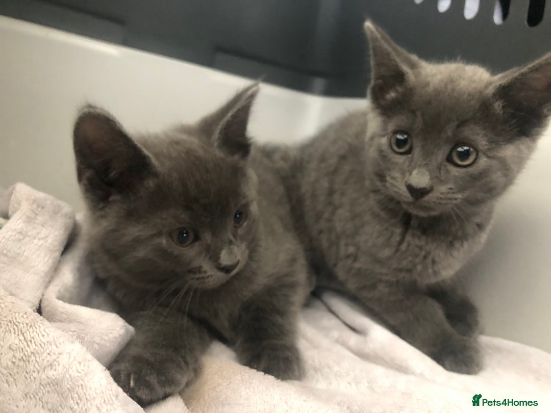 Mixed Breed cats for sale: Super gorgeous Russian blue kittens ready to go - Image 1