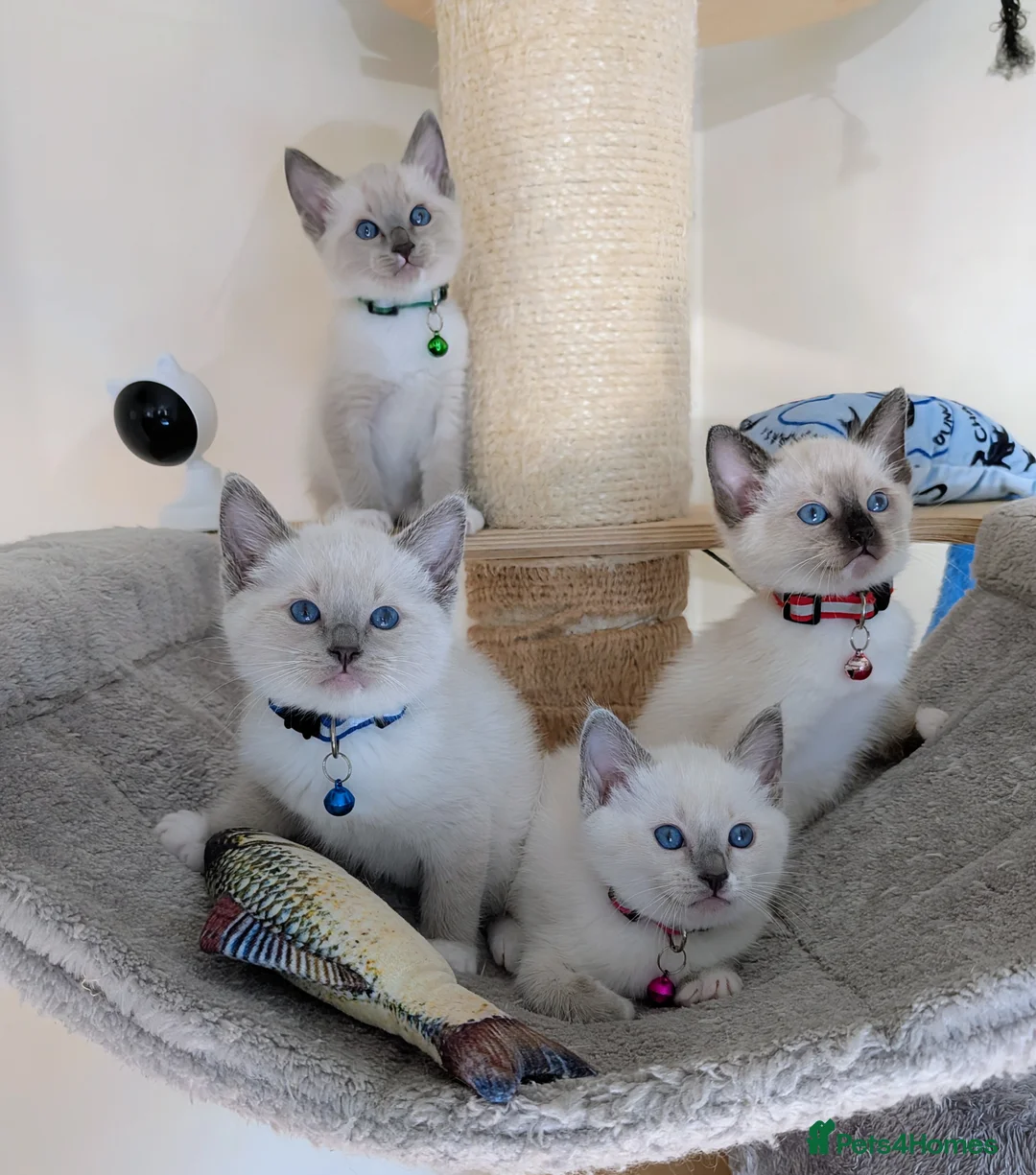 Ragamese cats for sale: Beautiful Ragdoll X Siamese Kittens  - Advert 1