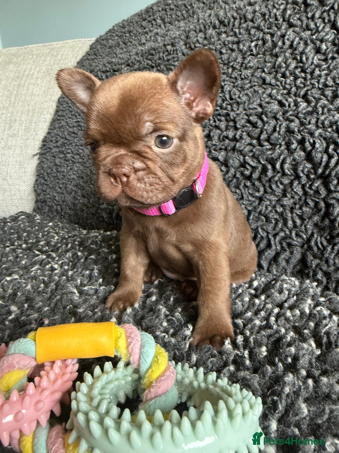 French Bulldog dogs for sale: French Bulldog Puppies. Rojo, New Shade, Isabella. - Advert 10