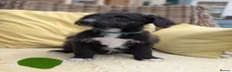 Bordoodle dogs for sale: Standard Bordoodle Puppies - Advert 14