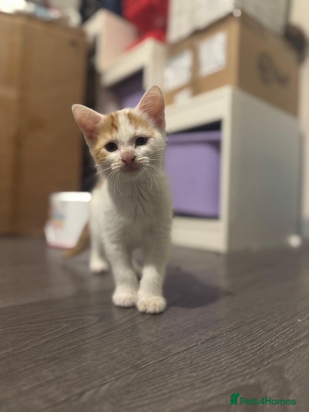 Mixed Breed cats for sale: Adorable kittens looking for a forever home  - Image 5