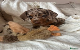 Miniature Dachshund dogs for sale: Miniature dachshunds - Image 3