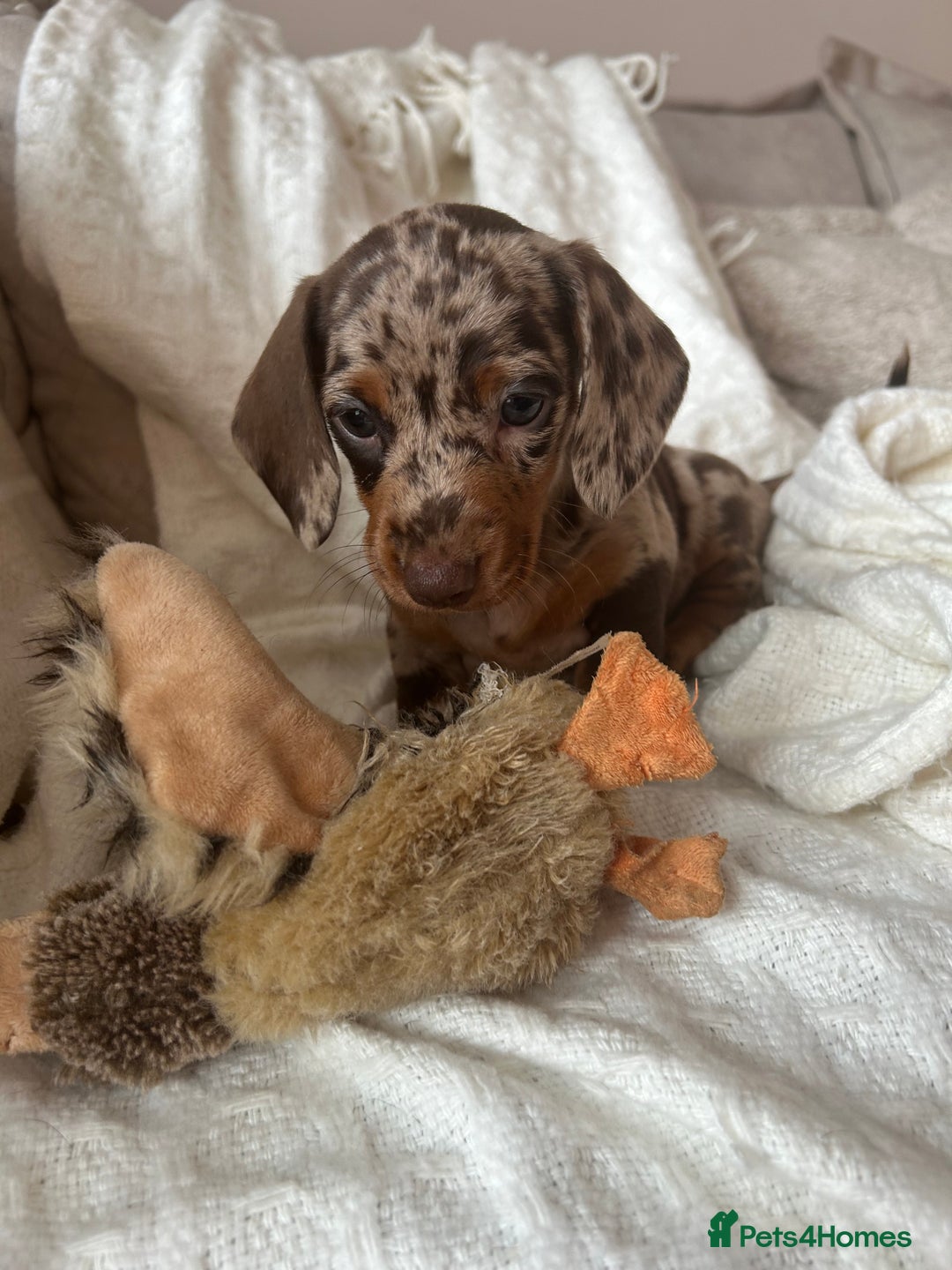 Miniature Dachshund dogs for sale: Miniature dachshunds - Image 3