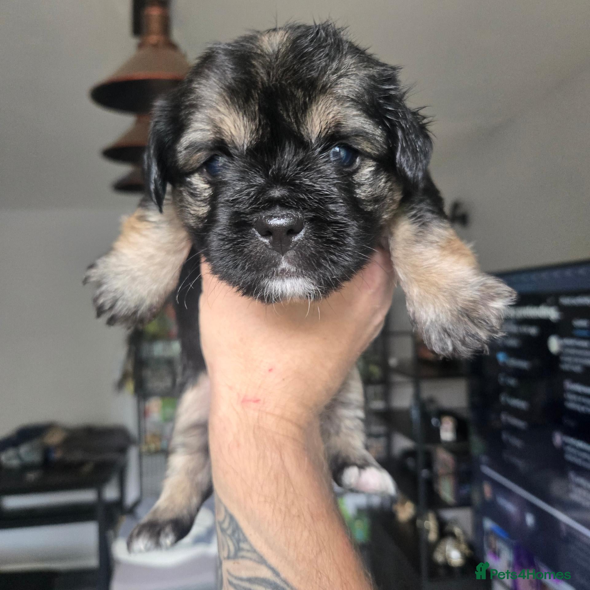 Mixed Breed dogs Frenchie cross puppies 9 weeks old  - Advert 12