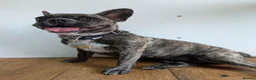 Mixed Breed dogs for sale: French bulldog Frenchie mix *behavioural* - Advert 2