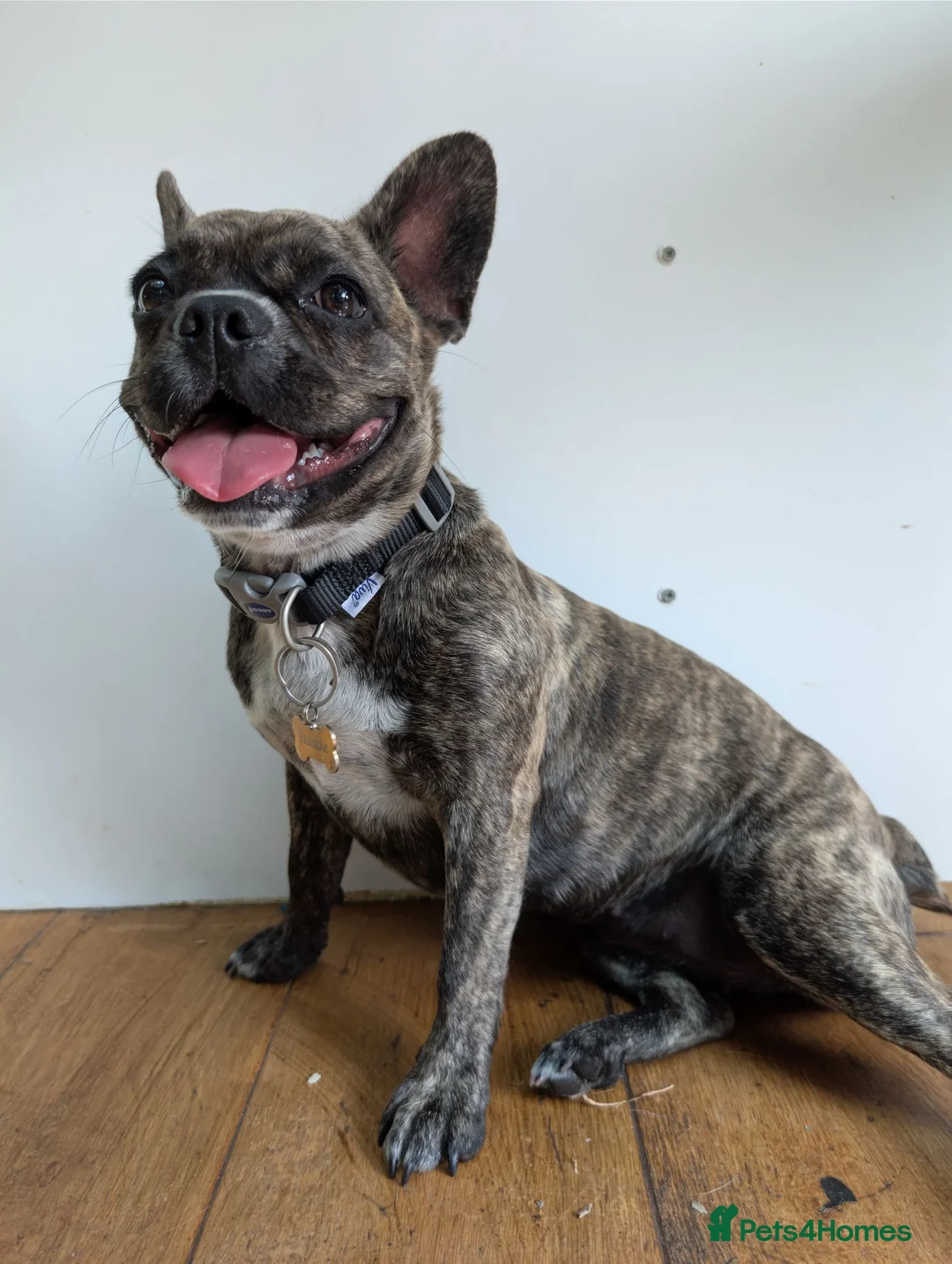 Mixed Breed dogs for sale: French bulldog Frenchie mix *behavioural* - Advert 2