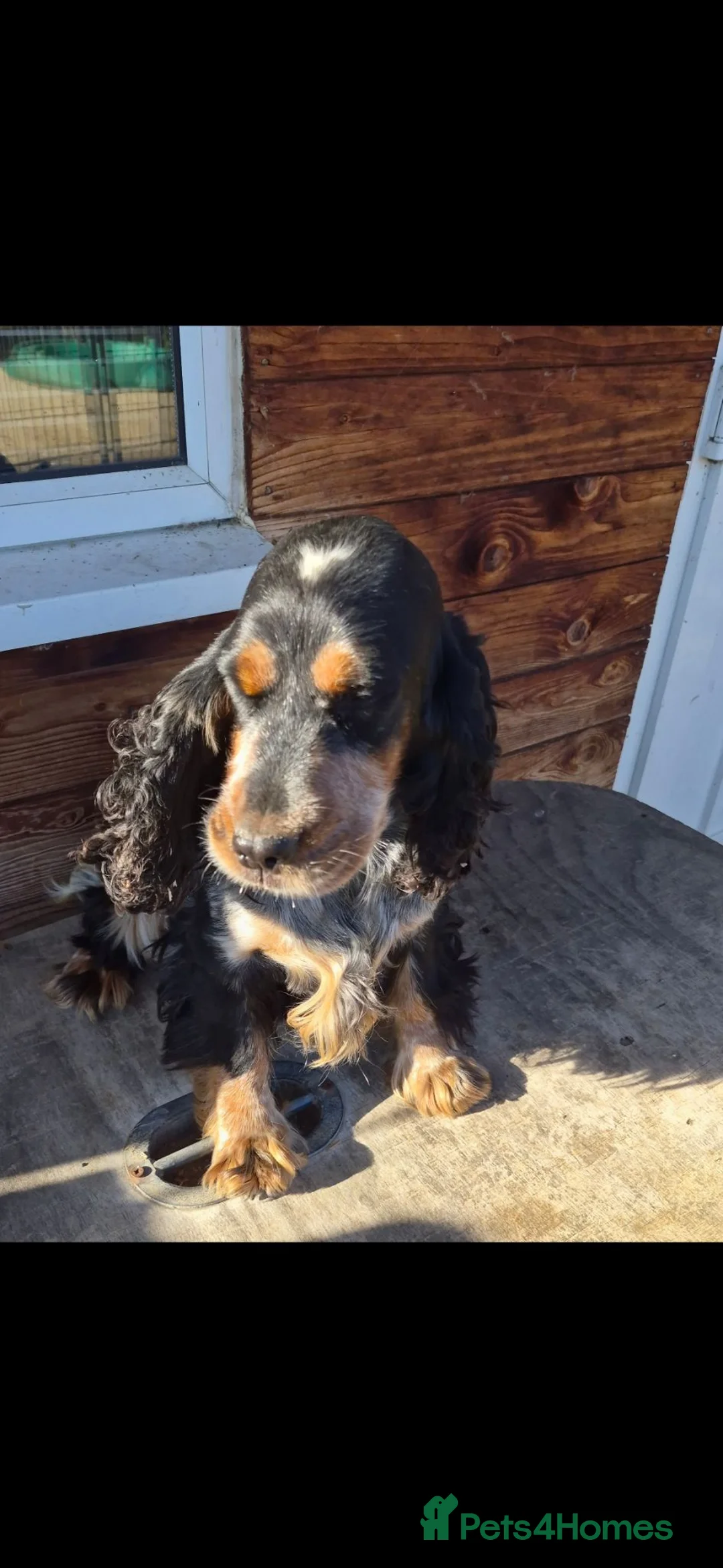 Cocker Spaniel dogs for sale: Show type cocker spaniel  - Advert 2