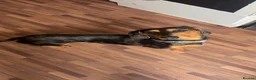 Miniature Dachshund dogs for sale: Miniature dashound  - Advert 2