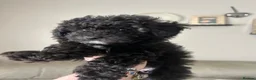 Toy Poodle dogs for sale: Toy Poodles… Available now!! in Blaydon-on-Tyne - Advert 12