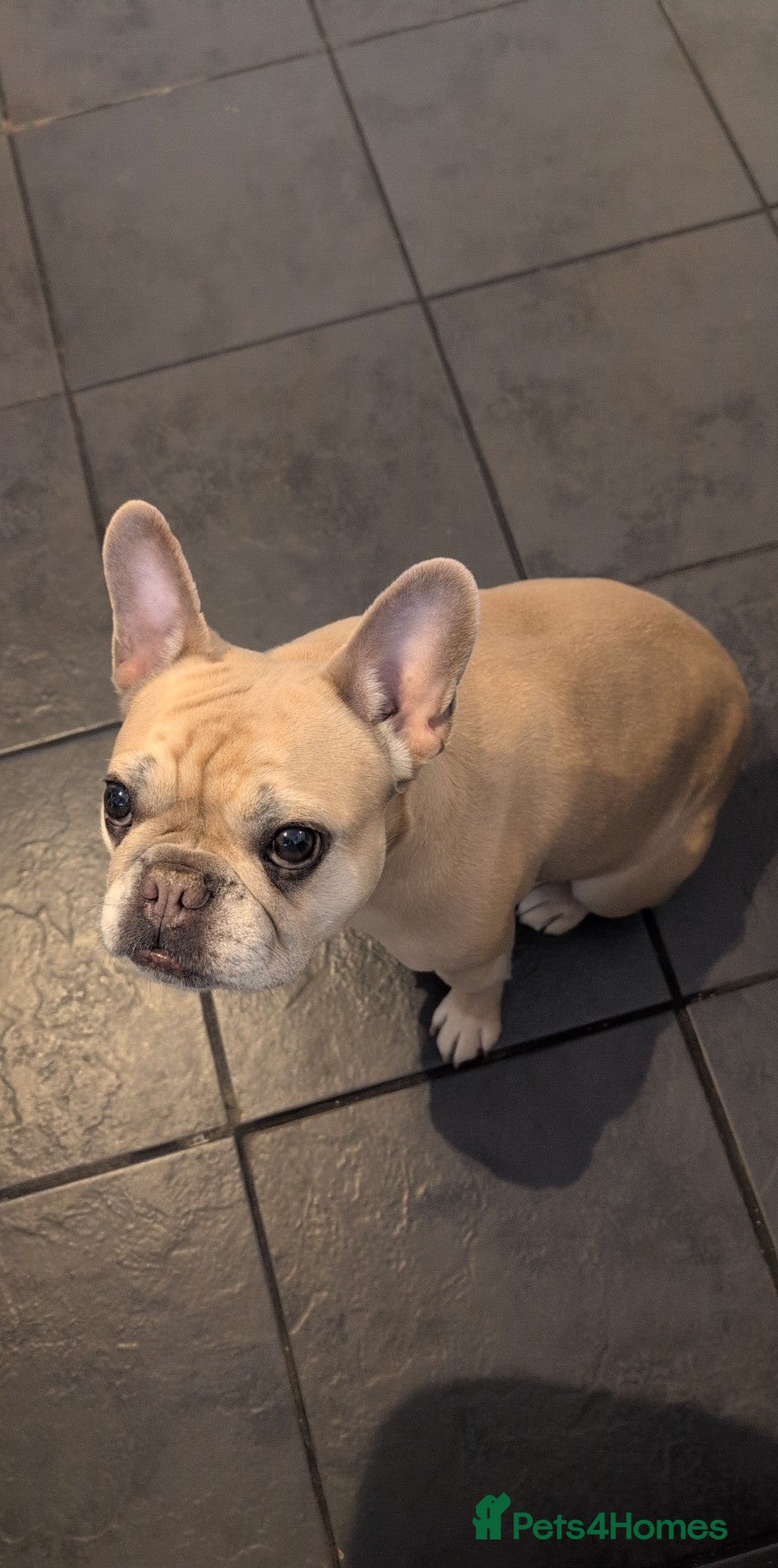 French Bulldog dogs Luna - French Bulldog  - Advert 6