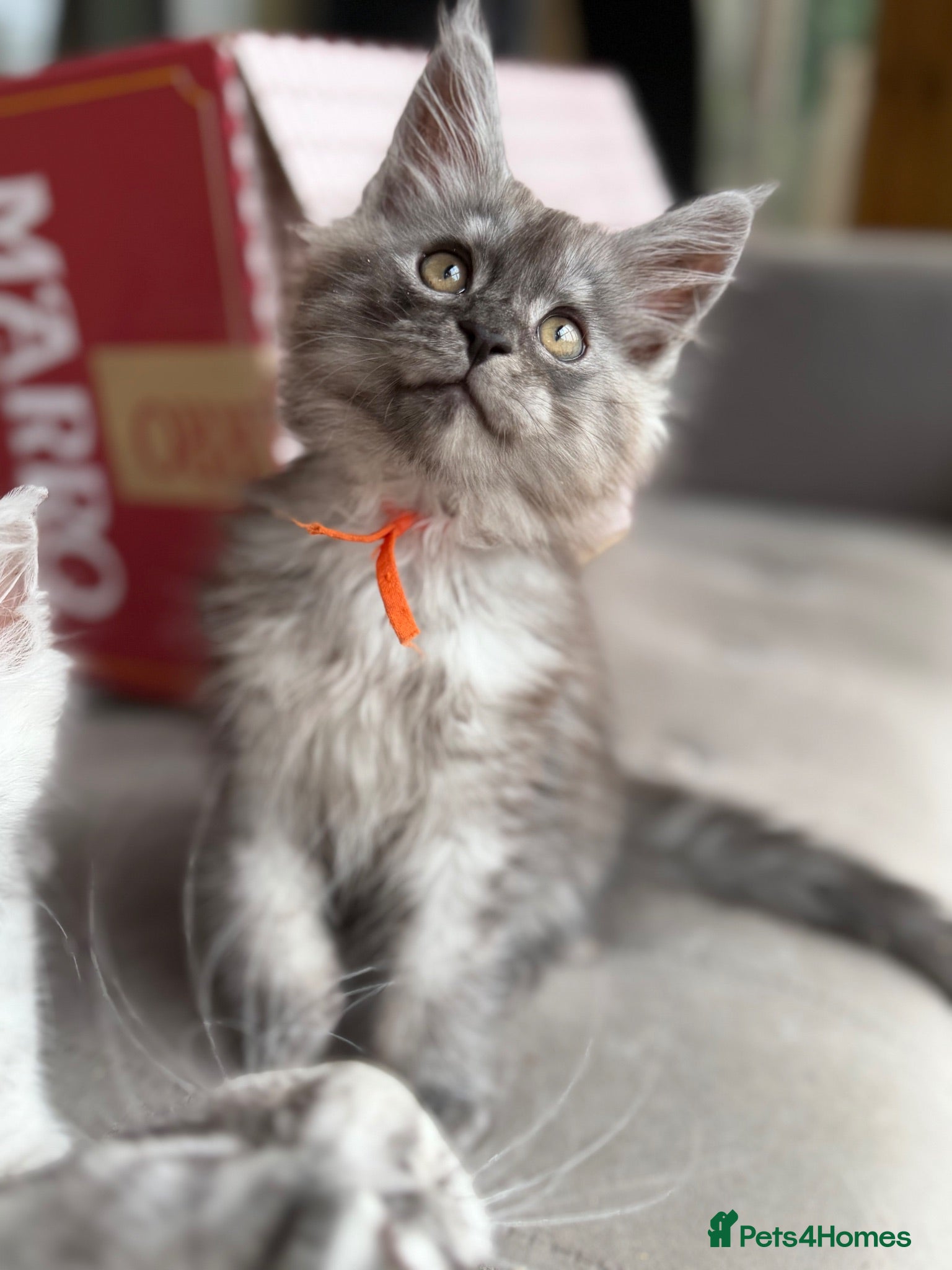 Maine Coon cats GCCF reg High smoke Maine coon kittens/shaded line - Advert 1