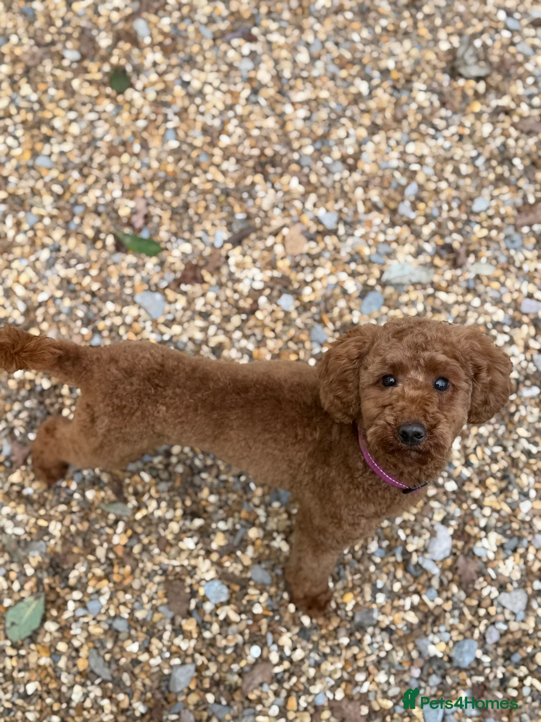 Miniature Poodle dogs for sale: Beautiful Miniature Poodle Female  - Advert 22