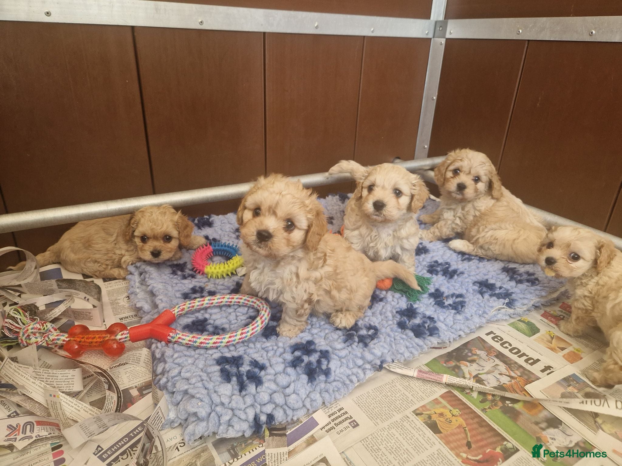 Cavachon dogs ✨️STUNNING HEALTH TESTED CREAM F1 CAVACHONS✨️ - Advert 2