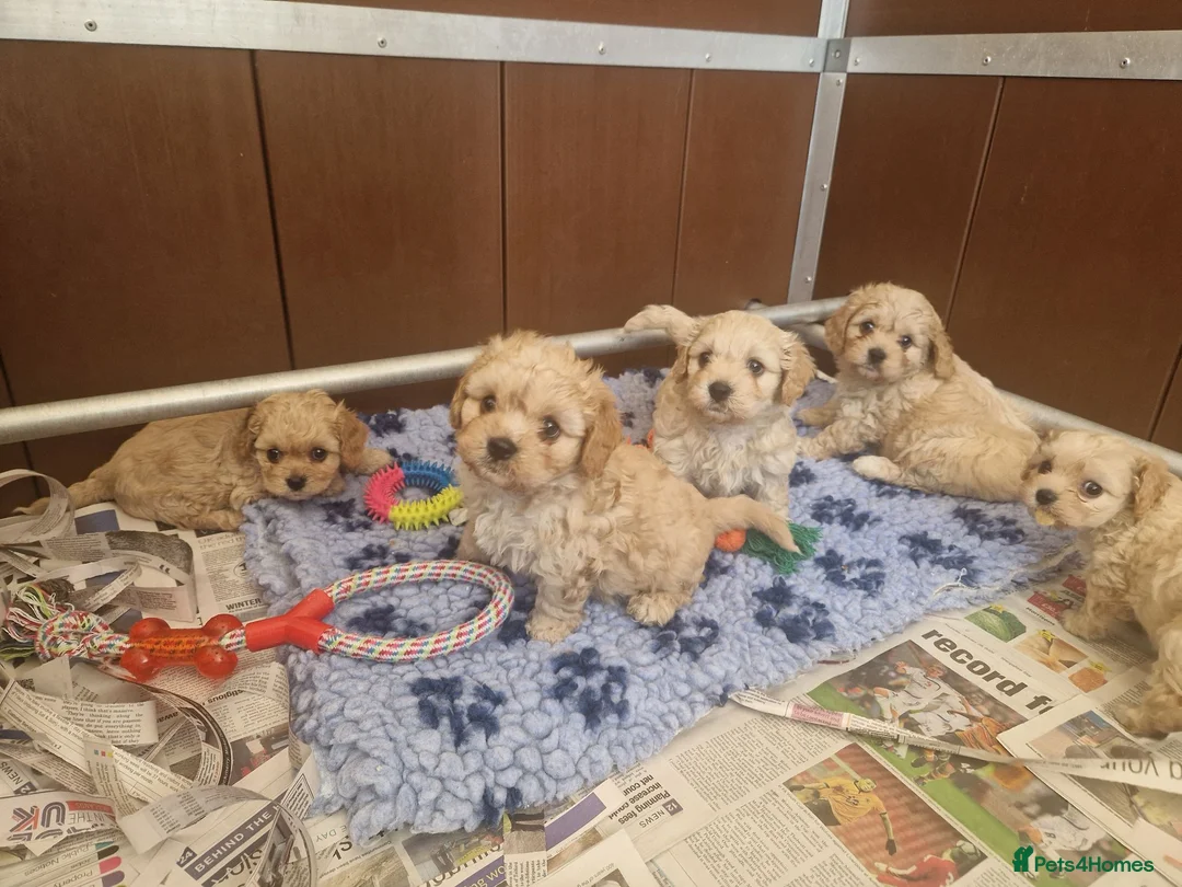Cavachon dogs for sale: ✨️STUNNING HEALTH TESTED CREAM F1 CAVACHONS✨️ - Advert 1