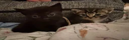 Mixed Breed cats for sale: Beautiful babies in Leamington Spa - Advert 3