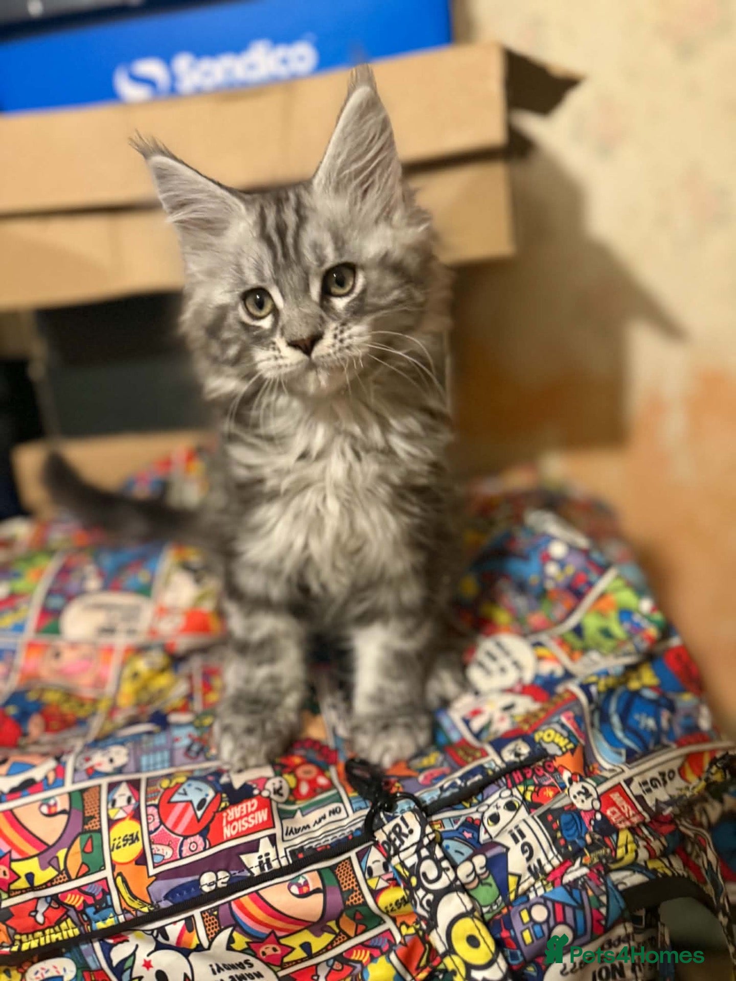 Maine Coon cats Stunning TICA registered Maine coon kittens 4 left - Advert 1