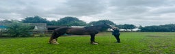 Shire horses for sale: Shire for sale gelding  - Advert 5