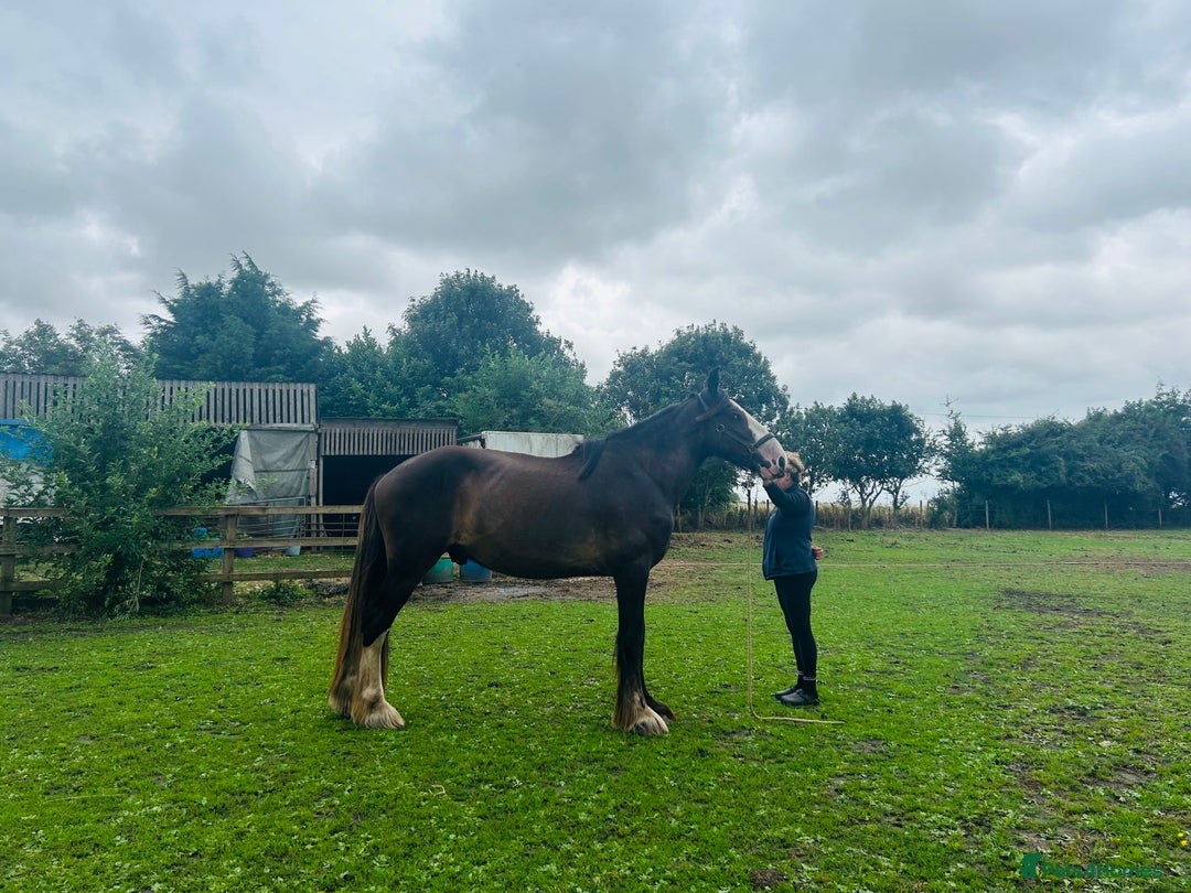 Shire horses for sale: Shire for sale gelding  - Advert 5
