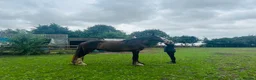 Shire horses for sale: Shire for sale gelding  - Advert 5