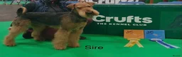Airedale Terrier dogs for sale: 🌟 One Girl Available 🌟  - Advert 14
