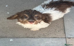 Cockapoo dogs for sale: 1 male cockapoo puppy  - Image 10