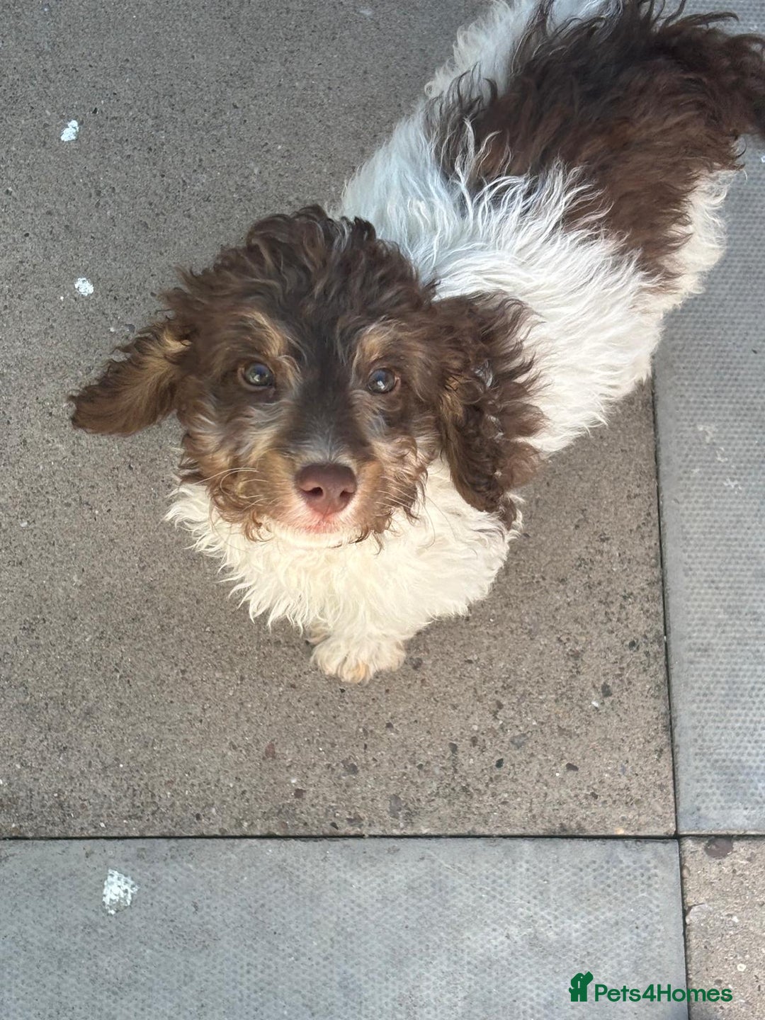 Cockapoo dogs for sale: 1 male cockapoo puppy  - Image 10