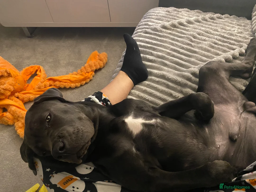 Cane Corso dogs for sale: Bear 5 month old pup in Dudley - Advert 6