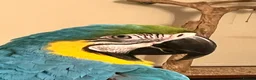 Macaws birds for sale: Blue and Gold macaw  in Coventry - Advert 3