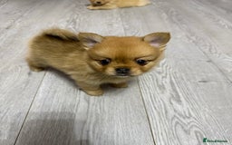 Mixed Breed dogs for sale: NEW BREED! Pomeranian x FULL FLUFFY FRENCHIE  - Image 1