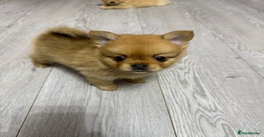 Mixed Breed dogs - Advert 15
