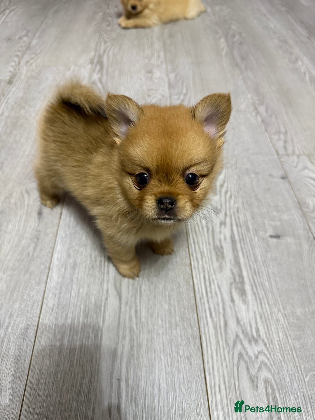 Mixed Breed dogs for sale: NEW BREED! Pomeranian x FULL FLUFFY FRENCHIE  - Image 1