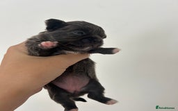 Chihuahua dogs for sale: 🔥🔥stunning chihuahua pups🔥🔥 - Image 2