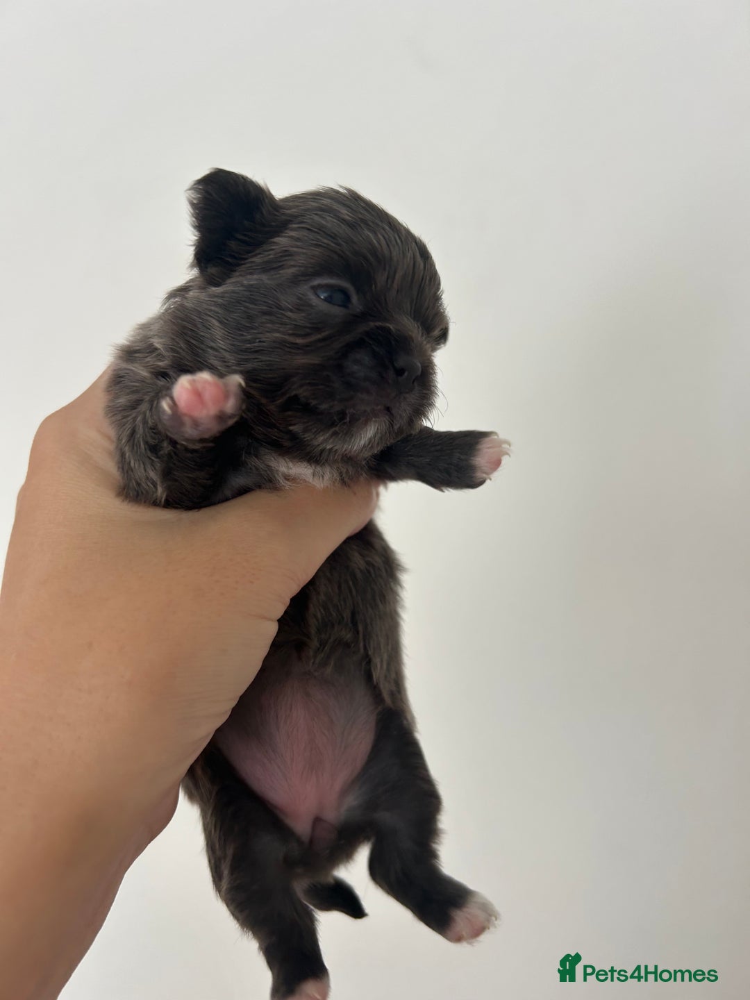 Chihuahua dogs for sale: 🔥🔥stunning chihuahua pups🔥🔥 - Image 2
