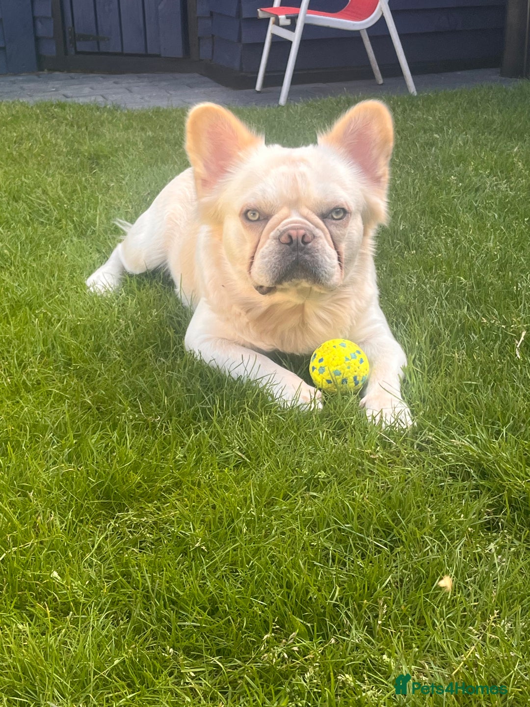 French Bulldog dogs for sale: Visual Fluffy French Bulldog Puppys - Advert 12