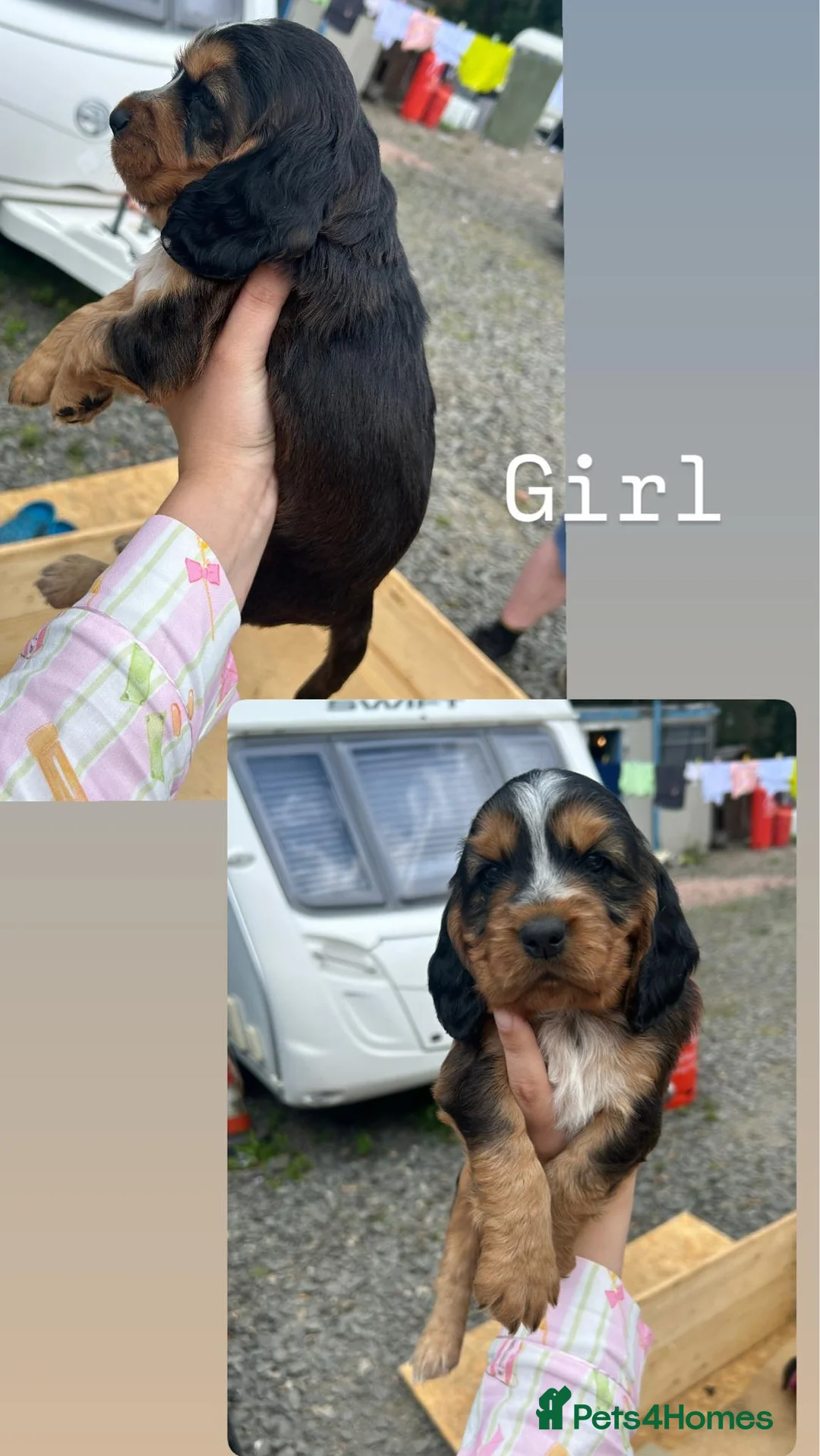 Cocker Spaniel dogs for sale: Cocker spaniel puppy’s - Advert 2